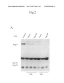 Method to Inhibit the Propagation of an Undesired Cell Population diagram and image