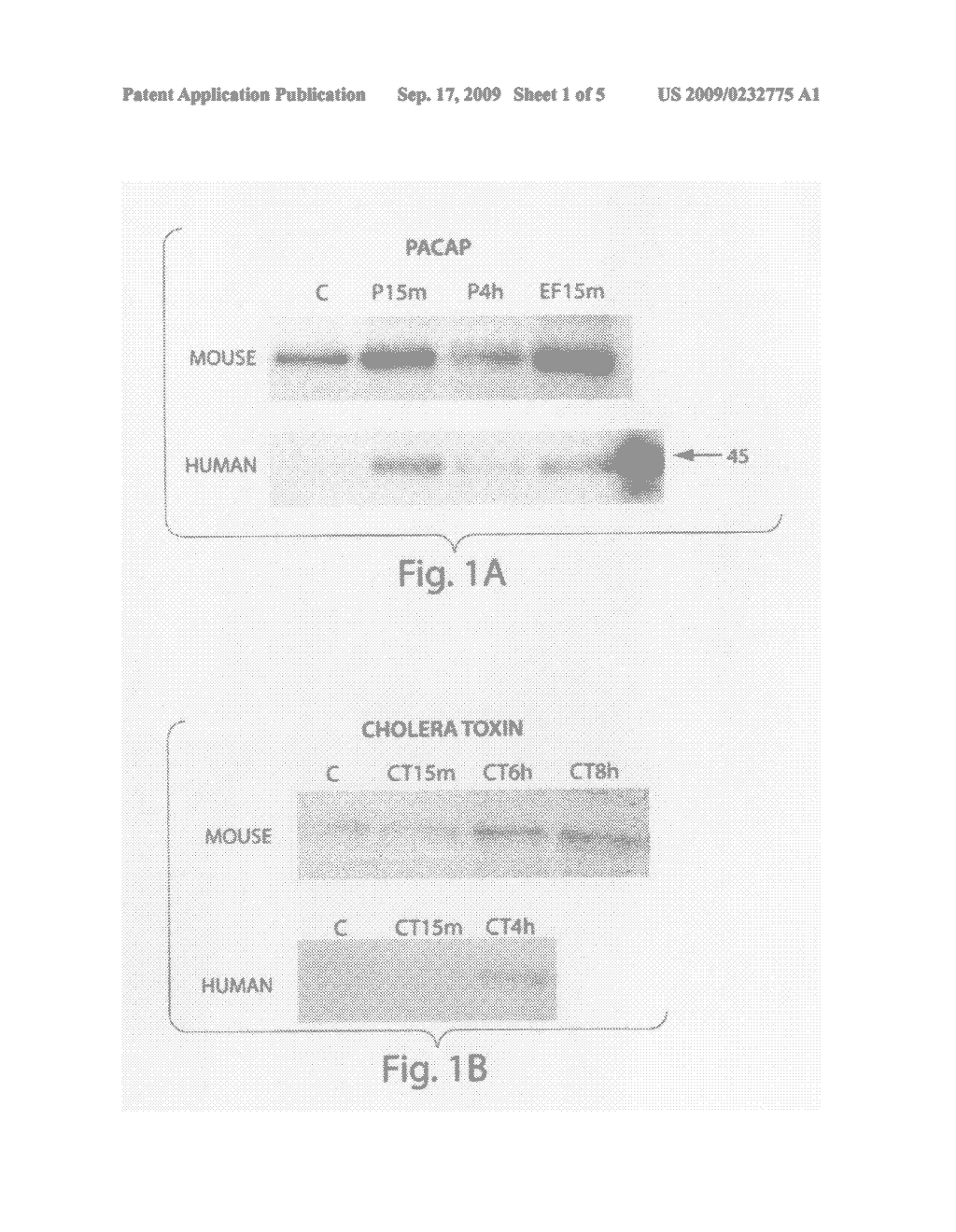 Compounds and methods for increasing neurogenesis - diagram, schematic, and image 02