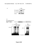 METHODS AND COMPOSITIONS FOR TREATING INFLAMMATORY CONDITIONS diagram and image