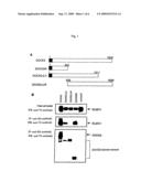 Functional domain and associated molecule of dock2 essentially required in lymphocyte migration diagram and image