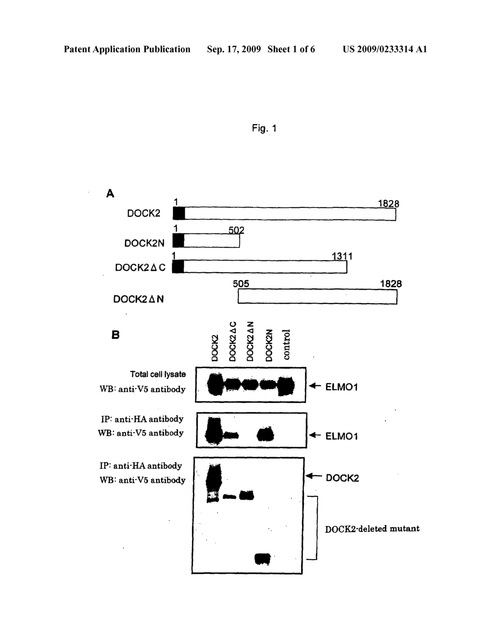 Functional domain and associated molecule of dock2 essentially required in lymphocyte migration - diagram, schematic, and image 02