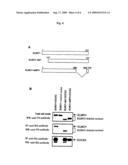 Functional domain and associated molecule of dock2 essentially required in lymphocyte migration diagram and image