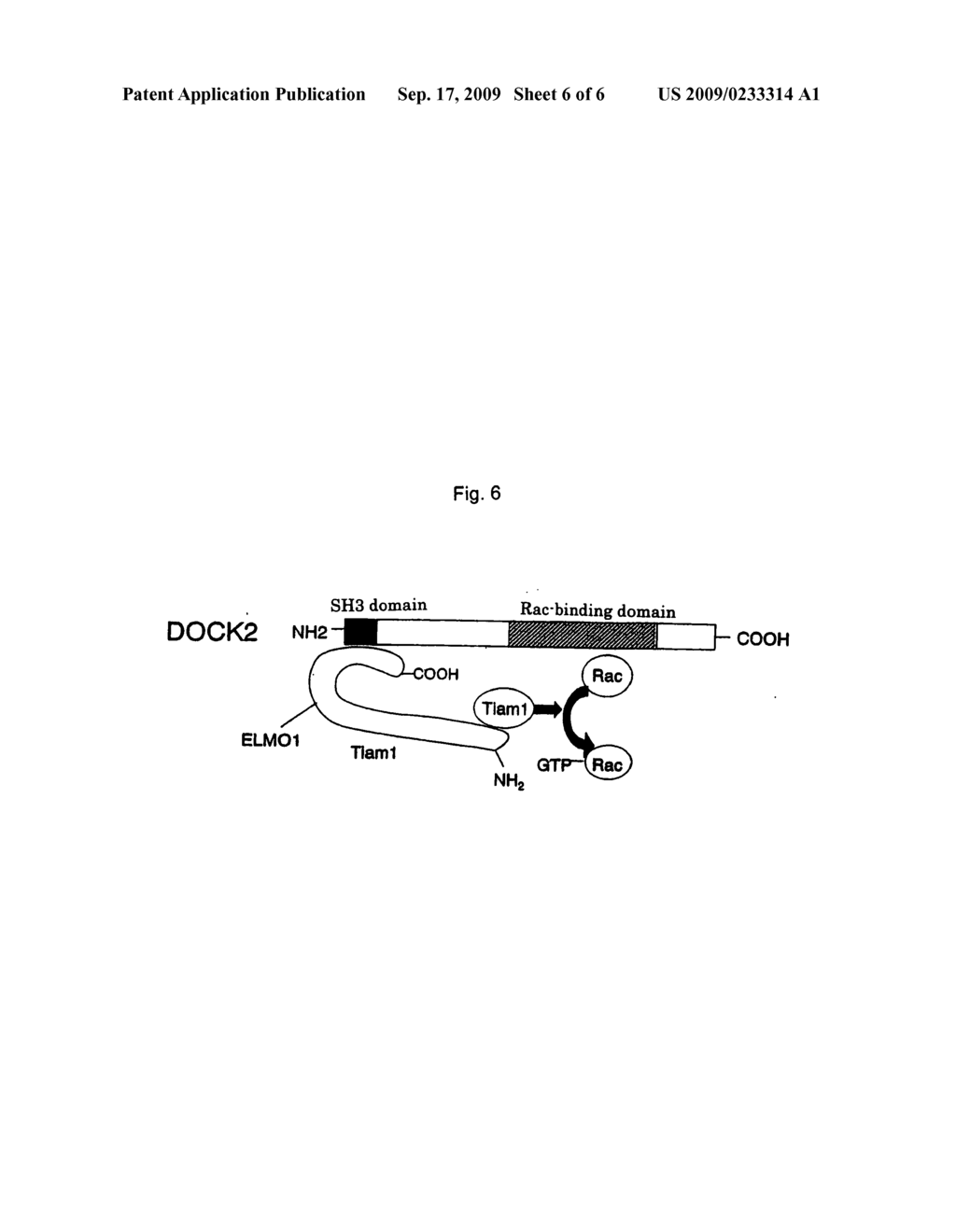 Functional domain and associated molecule of dock2 essentially required in lymphocyte migration - diagram, schematic, and image 07