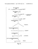 HETEROLOGOUS EXPRESSION OF PROTEORHODOPSIN PHOTOSYSTEM diagram and image