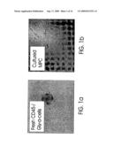 MULTIPOTENT ADULT STEM CELLS AND METHODS FOR ISOLATION diagram and image