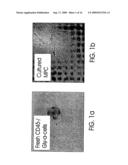 MULTIPOTENT ADULT STEM CELLS AND METHODS FOR ISOLATION diagram and image