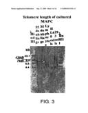 MULTIPOTENT ADULT STEM CELLS AND METHODS FOR ISOLATION diagram and image