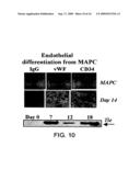 MULTIPOTENT ADULT STEM CELLS AND METHODS FOR ISOLATION diagram and image