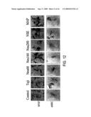 MULTIPOTENT ADULT STEM CELLS AND METHODS FOR ISOLATION diagram and image