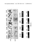 MULTIPOTENT ADULT STEM CELLS AND METHODS FOR ISOLATION diagram and image