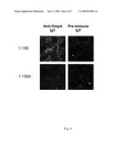 USE OF OUTER MEMBRANE PROTEIN A IN TREATMENT/PREVENTION/DIAGNOSIS OF BACTERIAL INFECTION IN CENTRAL NERVOUS SYSTEM AND/OR PERIPHERAL BLOOD CIRCULATION diagram and image