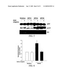 COMPOSITIONS AND METHODS FOR INHIBITING GSK3 ACTIVITY AND USES THEREOF diagram and image