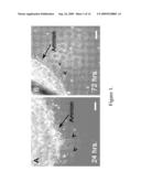 AMNION-DERIVED STEM CELLS AND USES THEREOF diagram and image