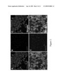 AMNION-DERIVED STEM CELLS AND USES THEREOF diagram and image