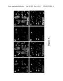 AMNION-DERIVED STEM CELLS AND USES THEREOF diagram and image