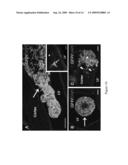 AMNION-DERIVED STEM CELLS AND USES THEREOF diagram and image