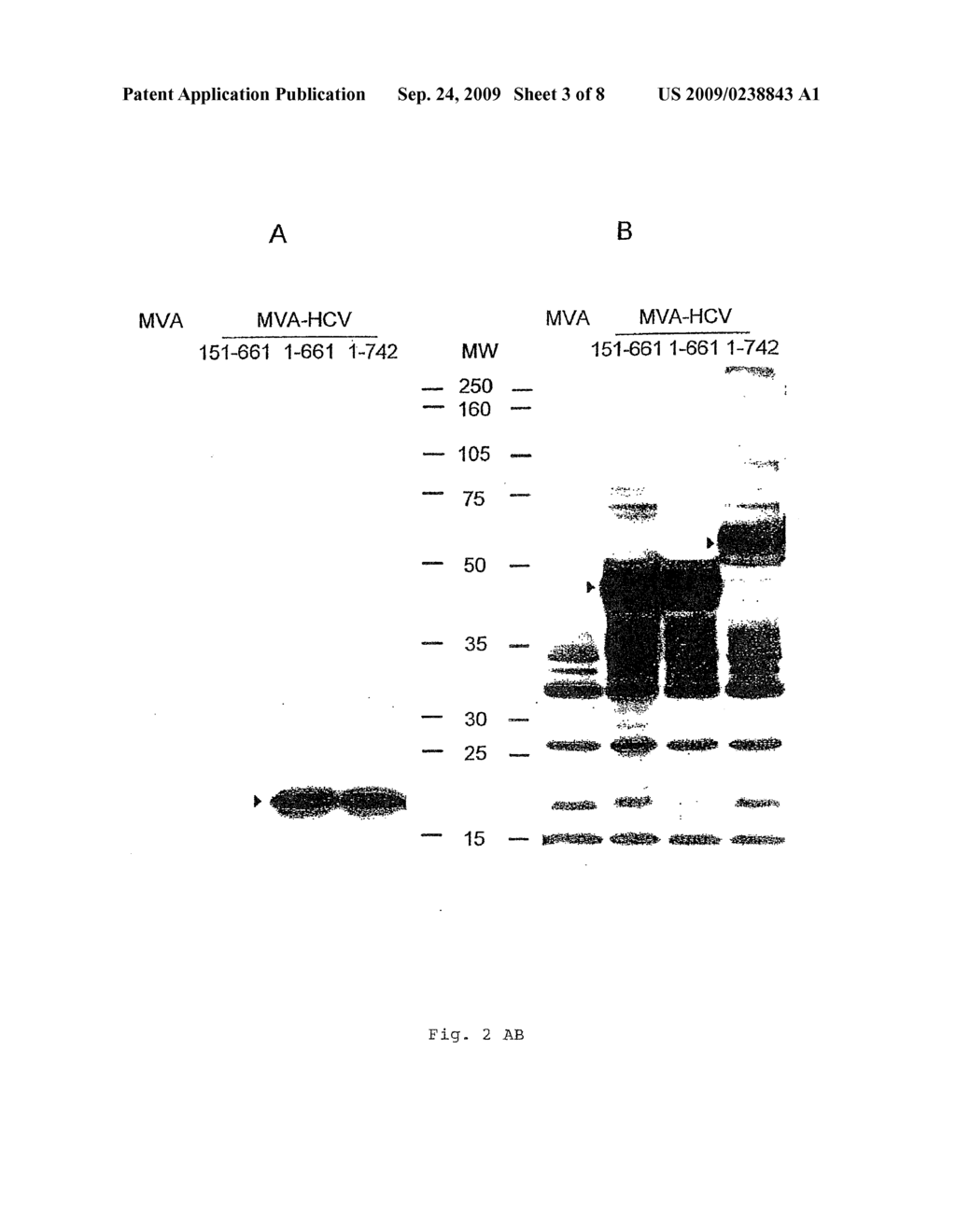 RECOMBINANT MVA CAPABLE OF EXPRESSING STRUCTURAL HCV ANTIGENS - diagram, schematic, and image 04