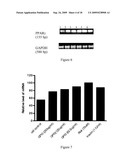 NOVEL ANTI-DIABETIC HERBAL COMPOSITION, METHOD FOR PREPARING THE SAME AND USE THEREOF diagram and image