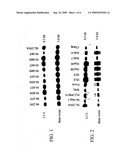 DLC-1 GENE DELETED IN CANCERS diagram and image