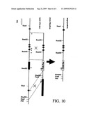 DLC-1 GENE DELETED IN CANCERS diagram and image