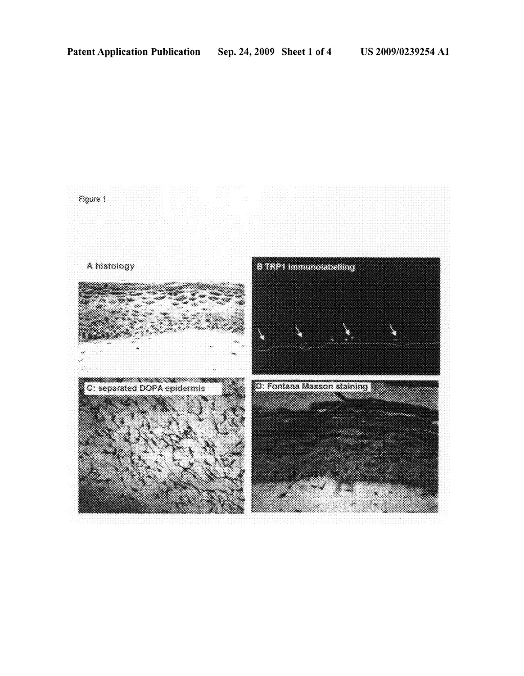 Functional pigmented skin equivalent - diagram, schematic, and image 02