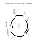 MAMMALIAN EXPRESSION VECTORS AND USES THEREOF diagram and image