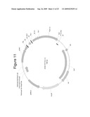 MAMMALIAN EXPRESSION VECTORS AND USES THEREOF diagram and image