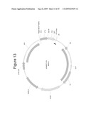 MAMMALIAN EXPRESSION VECTORS AND USES THEREOF diagram and image