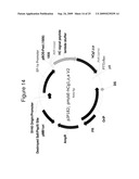 MAMMALIAN EXPRESSION VECTORS AND USES THEREOF diagram and image