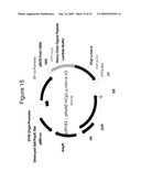 MAMMALIAN EXPRESSION VECTORS AND USES THEREOF diagram and image