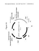 MAMMALIAN EXPRESSION VECTORS AND USES THEREOF diagram and image