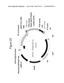 MAMMALIAN EXPRESSION VECTORS AND USES THEREOF diagram and image