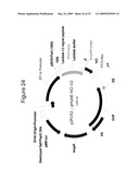 MAMMALIAN EXPRESSION VECTORS AND USES THEREOF diagram and image