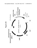 MAMMALIAN EXPRESSION VECTORS AND USES THEREOF diagram and image