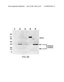 ASSEMBLY OF WILD-TYPE AND CHIMERIC INFLUENZA VIRUS-LIKE PARTICLES (VLPs) diagram and image