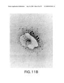 ASSEMBLY OF WILD-TYPE AND CHIMERIC INFLUENZA VIRUS-LIKE PARTICLES (VLPs) diagram and image