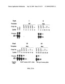 PYROPHOSPHOROLYSIS ACTIVATED POLYMERIZATION (PAP) diagram and image