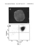 Gene recombination exchange system for stable gene modification in human ES cells diagram and image