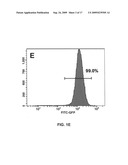 Gene recombination exchange system for stable gene modification in human ES cells diagram and image