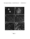 Gene recombination exchange system for stable gene modification in human ES cells diagram and image