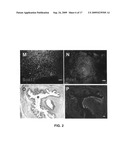 Gene recombination exchange system for stable gene modification in human ES cells diagram and image