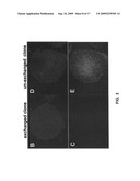 Gene recombination exchange system for stable gene modification in human ES cells diagram and image