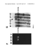 Gene recombination exchange system for stable gene modification in human ES cells diagram and image