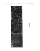 Gene recombination exchange system for stable gene modification in human ES cells diagram and image