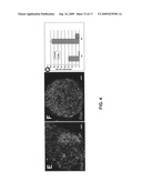 Gene recombination exchange system for stable gene modification in human ES cells diagram and image