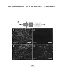 Gene recombination exchange system for stable gene modification in human ES cells diagram and image