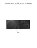 Gene recombination exchange system for stable gene modification in human ES cells diagram and image