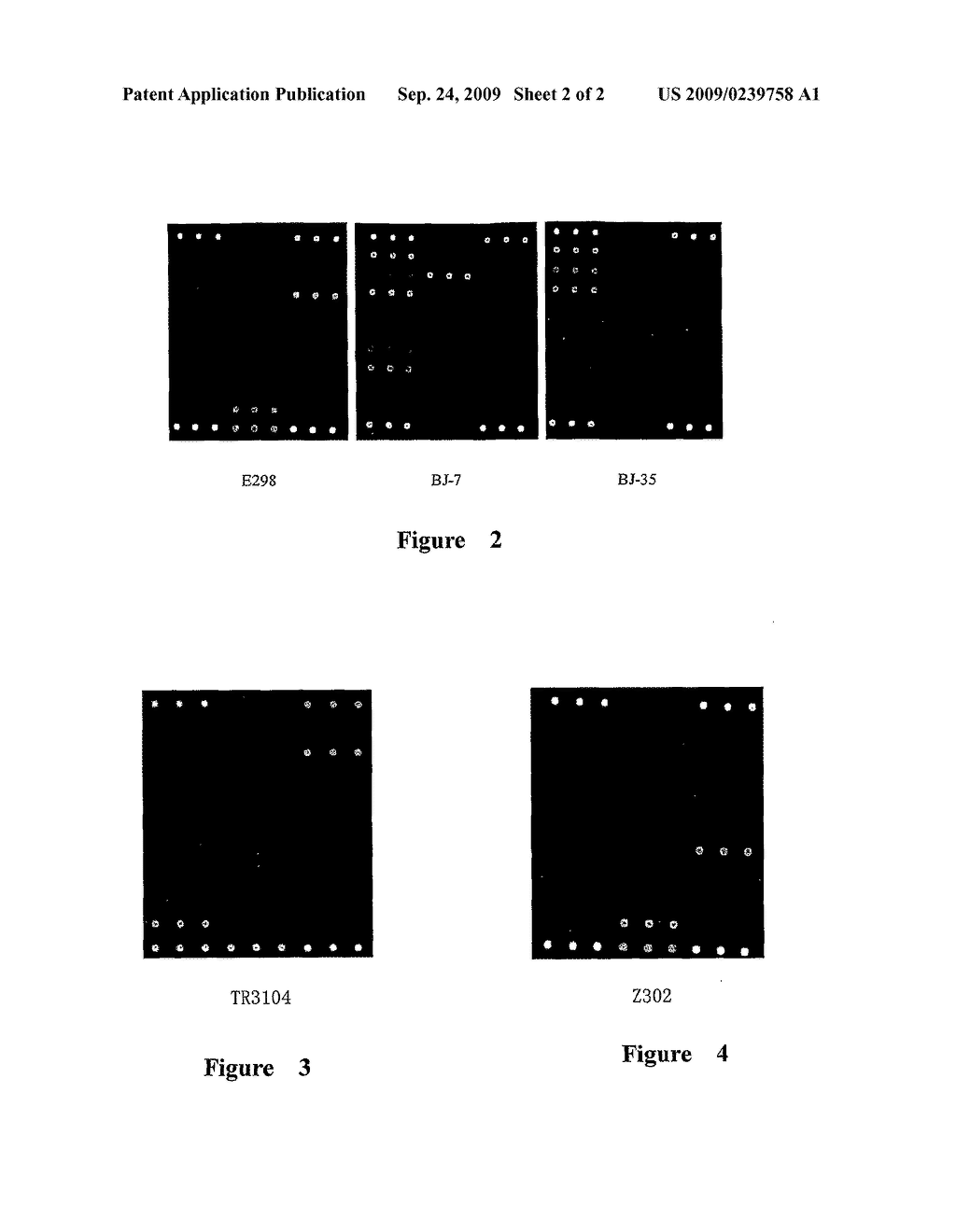 METHODS, MICROARRAY, AND KITS FOR DETECTION OF DRUG RESISTANCE GENES IN GRAM-NEGATIVE BACTERIA - diagram, schematic, and image 03