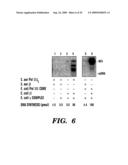 DNA REPLICATION PROTEINS OF GRAM POSITIVE BACTERIA AND THEIR USE TO SCREEN FOR CHEMICAL INHIBITORS diagram and image