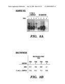 DNA REPLICATION PROTEINS OF GRAM POSITIVE BACTERIA AND THEIR USE TO SCREEN FOR CHEMICAL INHIBITORS diagram and image